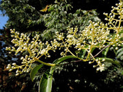 Viburnum henryi Rare Evergreen Flowering Viburnum - Mr Maple │ Buy Japanese Maple Trees