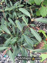 Viburnum henryi Rare Evergreen Flowering Viburnum - Mr Maple │ Buy Japanese Maple Trees