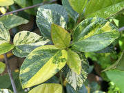 Viburnum japonicum 'Variegatum' Variegated Evergreen Viburnum - Mr Maple │ Buy Japanese Maple Trees