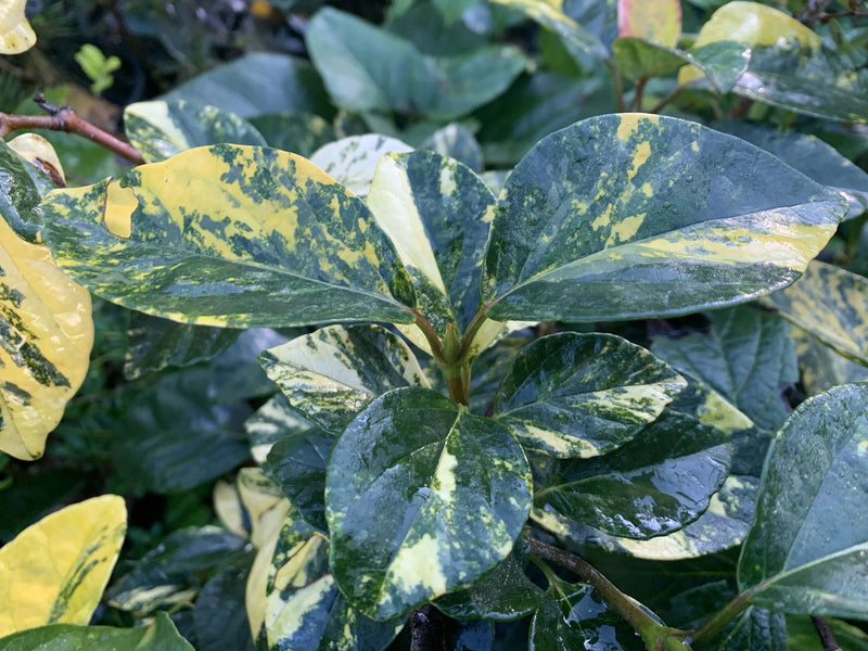 Viburnum japonicum 'Variegatum' Variegated Evergreen Viburnum - Mr Maple │ Buy Japanese Maple Trees