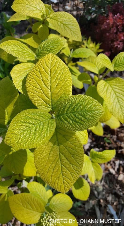 Viburnum lantana 'Aureum' Golden Wayfaring Tree Viburnum - Mr Maple │ Buy Japanese Maple Trees
