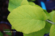 Viburnum lantana 'Aureum' Golden Wayfaring Tree Viburnum - Mr Maple │ Buy Japanese Maple Trees