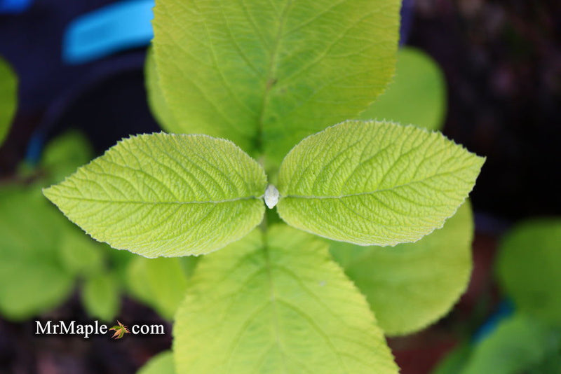 Viburnum lantana 'Aureum' Golden Wayfaring Tree Viburnum - Mr Maple │ Buy Japanese Maple Trees
