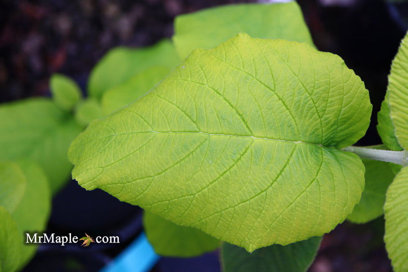 Viburnum lantana 'Aureum' Golden Wayfaring Tree Viburnum - Mr Maple │ Buy Japanese Maple Trees