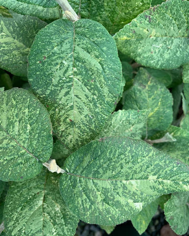 Viburnum lantana 'Wavecrest' Variegata Wayfaring Tree Viburnum - Mr Maple │ Buy Japanese Maple Trees