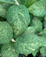 Viburnum lantana 'Wavecrest' Variegata Wayfaring Tree Viburnum - Mr Maple │ Buy Japanese Maple Trees