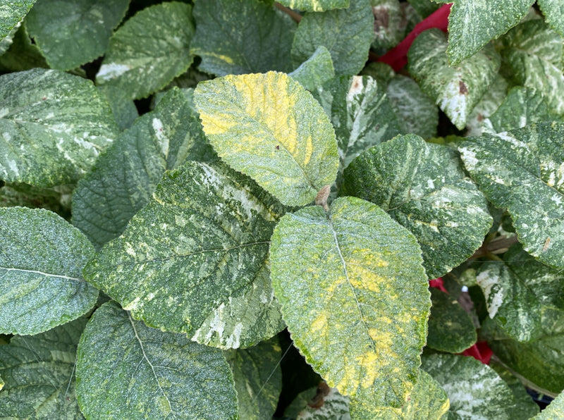 Viburnum lantana 'Wavecrest' Variegata Wayfaring Tree Viburnum - Mr Maple │ Buy Japanese Maple Trees
