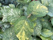 Viburnum lantana 'Wavecrest' Variegata Wayfaring Tree Viburnum - Mr Maple │ Buy Japanese Maple Trees