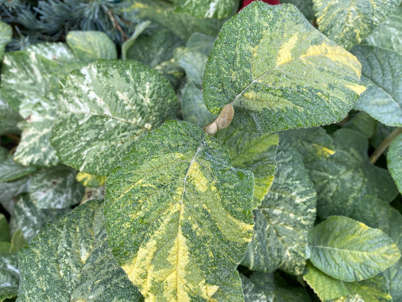 Viburnum lantana 'Wavecrest' Variegata Wayfaring Tree Viburnum - Mr Maple │ Buy Japanese Maple Trees