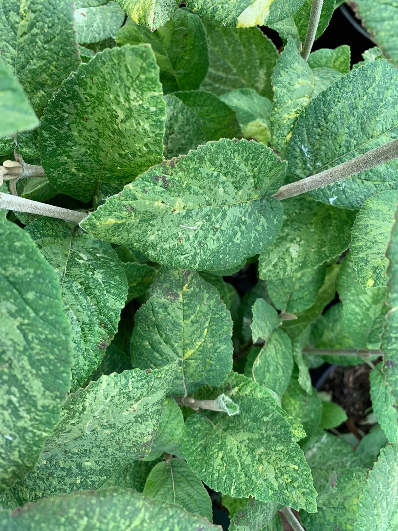 Viburnum lantana 'Wavecrest' Variegata Wayfaring Tree Viburnum - Mr Maple │ Buy Japanese Maple Trees