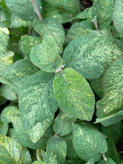 Viburnum lantana 'Wavecrest' Variegata Wayfaring Tree Viburnum - Mr Maple │ Buy Japanese Maple Trees