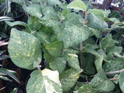 Viburnum lantana 'Wavecrest' Variegata Wayfaring Tree Viburnum - Mr Maple │ Buy Japanese Maple Trees