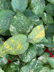 Viburnum lantana 'Wavecrest' Variegata Wayfaring Tree Viburnum - Mr Maple │ Buy Japanese Maple Trees