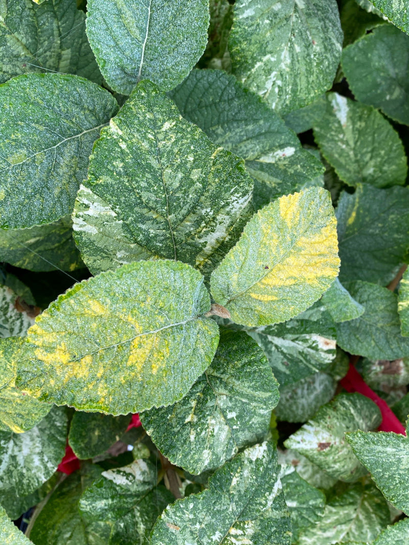 Viburnum lantana 'Wavecrest' Variegata Wayfaring Tree Viburnum - Mr Maple │ Buy Japanese Maple Trees