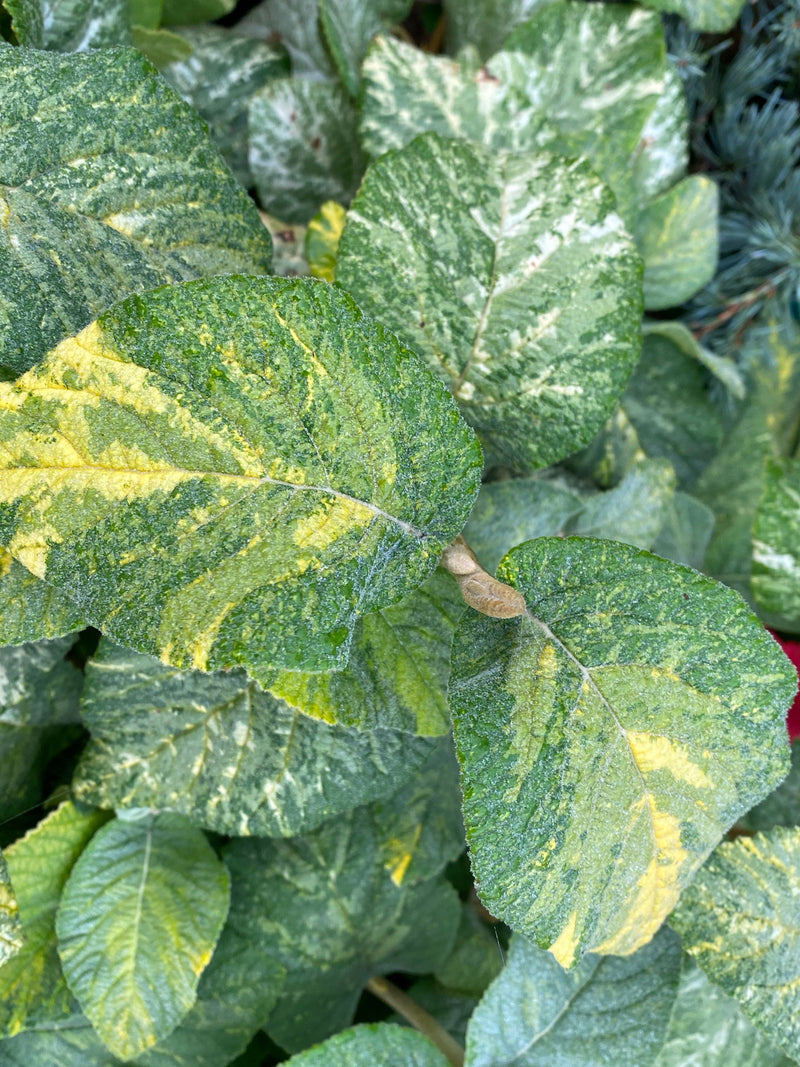 Viburnum lantana 'Wavecrest' Variegata Wayfaring Tree Viburnum - Mr Maple │ Buy Japanese Maple Trees