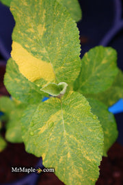 Viburnum lantana 'Wavecrest' Variegata Wayfaring Tree Viburnum - Mr Maple │ Buy Japanese Maple Trees