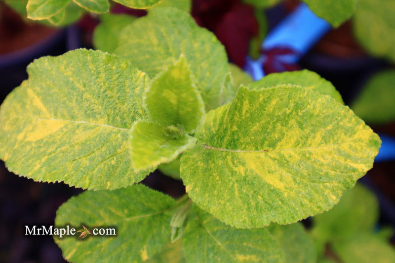 Viburnum lantana 'Wavecrest' Variegata Wayfaring Tree Viburnum - Mr Maple │ Buy Japanese Maple Trees
