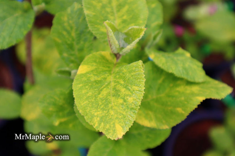 Viburnum lantana 'Wavecrest' Variegata Wayfaring Tree Viburnum - Mr Maple │ Buy Japanese Maple Trees