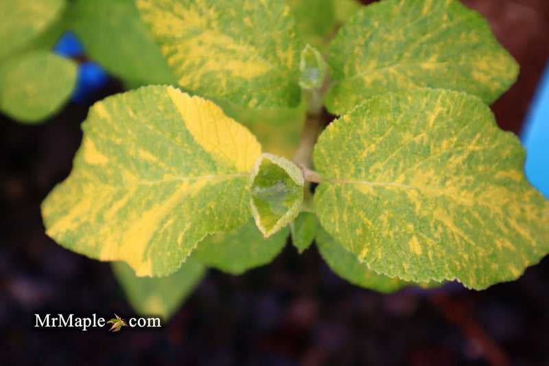 Viburnum lantana 'Wavecrest' Variegata Wayfaring Tree Viburnum - Mr Maple │ Buy Japanese Maple Trees