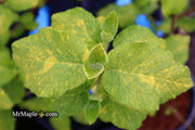 Viburnum lantana 'Wavecrest' Variegata Wayfaring Tree Viburnum - Mr Maple │ Buy Japanese Maple Trees