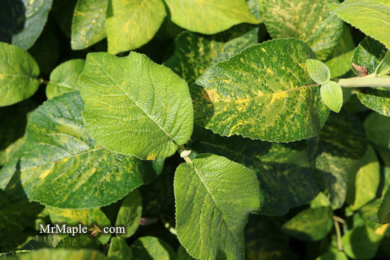 Viburnum lantana 'Wavecrest' Variegata Wayfaring Tree Viburnum - Mr Maple │ Buy Japanese Maple Trees