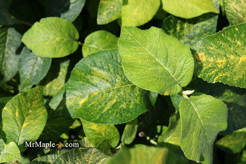 Viburnum lantana 'Wavecrest' Variegata Wayfaring Tree Viburnum - Mr Maple │ Buy Japanese Maple Trees