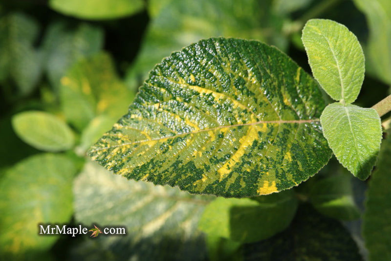 Viburnum lantana 'Wavecrest' Variegata Wayfaring Tree Viburnum - Mr Maple │ Buy Japanese Maple Trees
