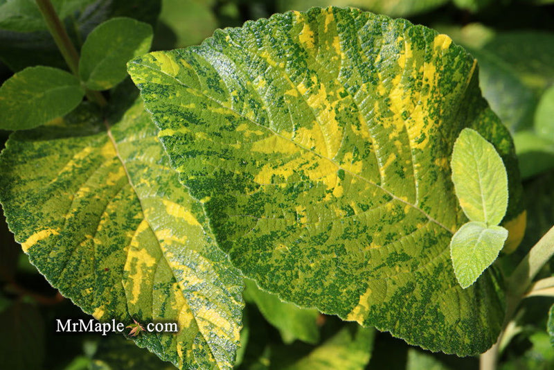 Viburnum lantana 'Wavecrest' Variegata Wayfaring Tree Viburnum - Mr Maple │ Buy Japanese Maple Trees