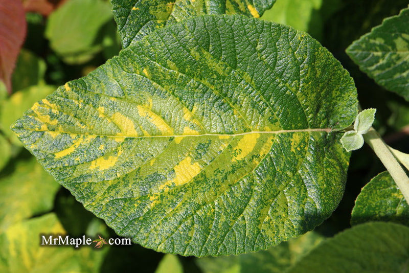 Viburnum lantana 'Wavecrest' Variegata Wayfaring Tree Viburnum - Mr Maple │ Buy Japanese Maple Trees