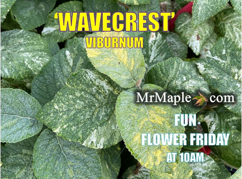 Viburnum lantana 'Wavecrest' Variegata Wayfaring Tree Viburnum - Mr Maple │ Buy Japanese Maple Trees