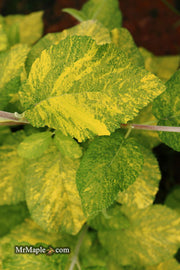 Viburnum lantana 'Wavecrest' Variegata Wayfaring Tree Viburnum - Mr Maple │ Buy Japanese Maple Trees