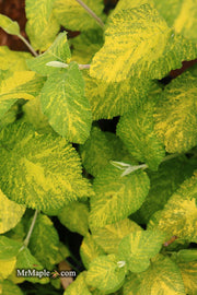 Viburnum lantana 'Wavecrest' Variegata Wayfaring Tree Viburnum - Mr Maple │ Buy Japanese Maple Trees