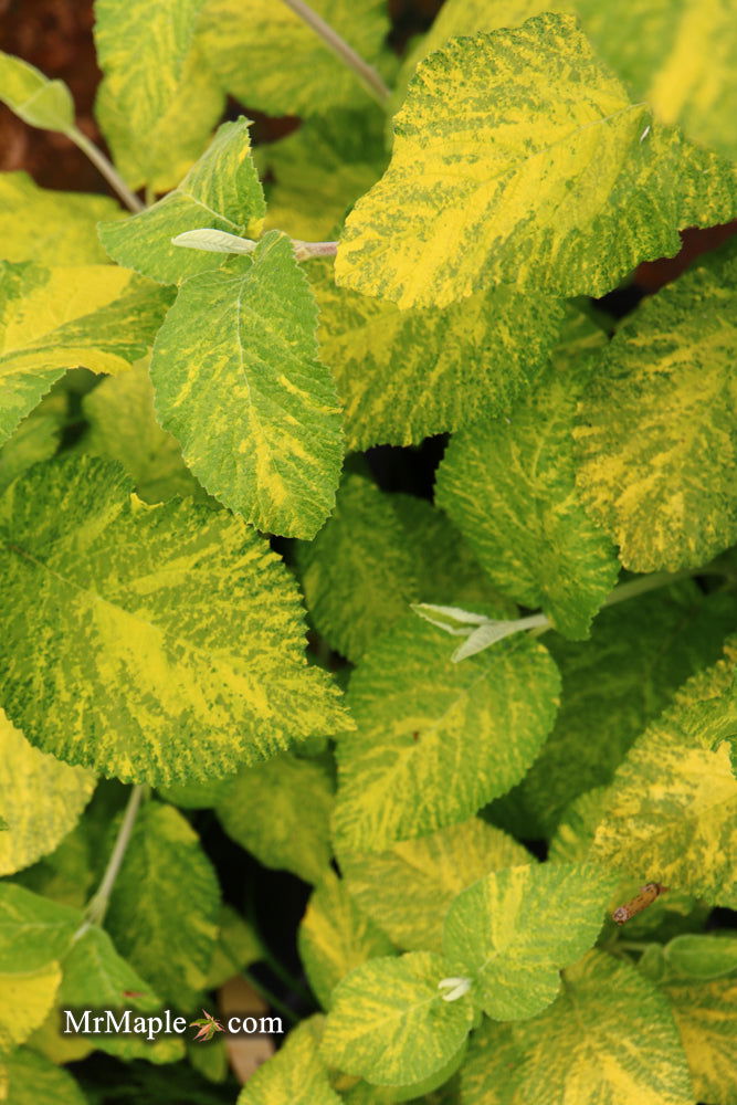 Viburnum lantana 'Wavecrest' Variegata Wayfaring Tree Viburnum - Mr Maple │ Buy Japanese Maple Trees