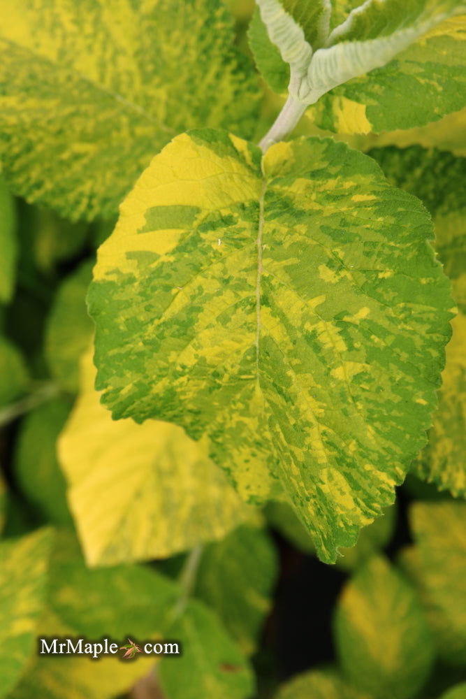 Viburnum lantana 'Wavecrest' Variegata Wayfaring Tree Viburnum - Mr Maple │ Buy Japanese Maple Trees