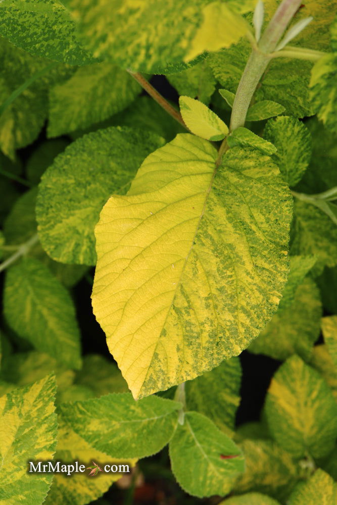 Viburnum lantana 'Wavecrest' Variegata Wayfaring Tree Viburnum - Mr Maple │ Buy Japanese Maple Trees