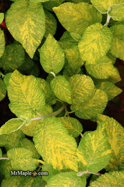 Viburnum lantana 'Wavecrest' Variegata Wayfaring Tree Viburnum - Mr Maple │ Buy Japanese Maple Trees