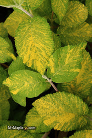 Viburnum lantana 'Wavecrest' Variegata Wayfaring Tree Viburnum - Mr Maple │ Buy Japanese Maple Trees