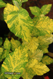 Viburnum lantana 'Wavecrest' Variegata Wayfaring Tree Viburnum - Mr Maple │ Buy Japanese Maple Trees