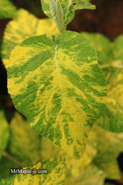 Viburnum lantana 'Wavecrest' Variegata Wayfaring Tree Viburnum - Mr Maple │ Buy Japanese Maple Trees