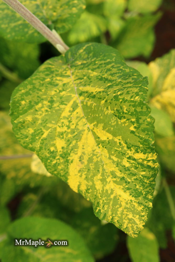 Viburnum lantana 'Wavecrest' Variegata Wayfaring Tree Viburnum - Mr Maple │ Buy Japanese Maple Trees