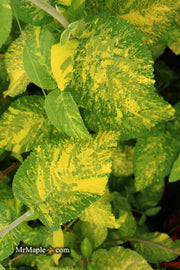 Viburnum lantana 'Wavecrest' Variegata Wayfaring Tree Viburnum - Mr Maple │ Buy Japanese Maple Trees