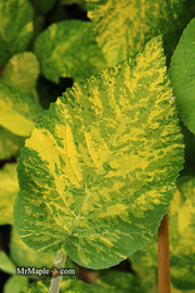 Viburnum lantana 'Wavecrest' Variegata Wayfaring Tree Viburnum - Mr Maple │ Buy Japanese Maple Trees