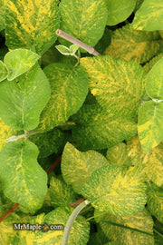 Viburnum lantana 'Wavecrest' Variegata Wayfaring Tree Viburnum - Mr Maple │ Buy Japanese Maple Trees