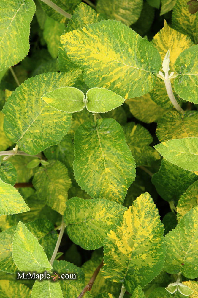 Viburnum lantana 'Wavecrest' Variegata Wayfaring Tree Viburnum - Mr Maple │ Buy Japanese Maple Trees