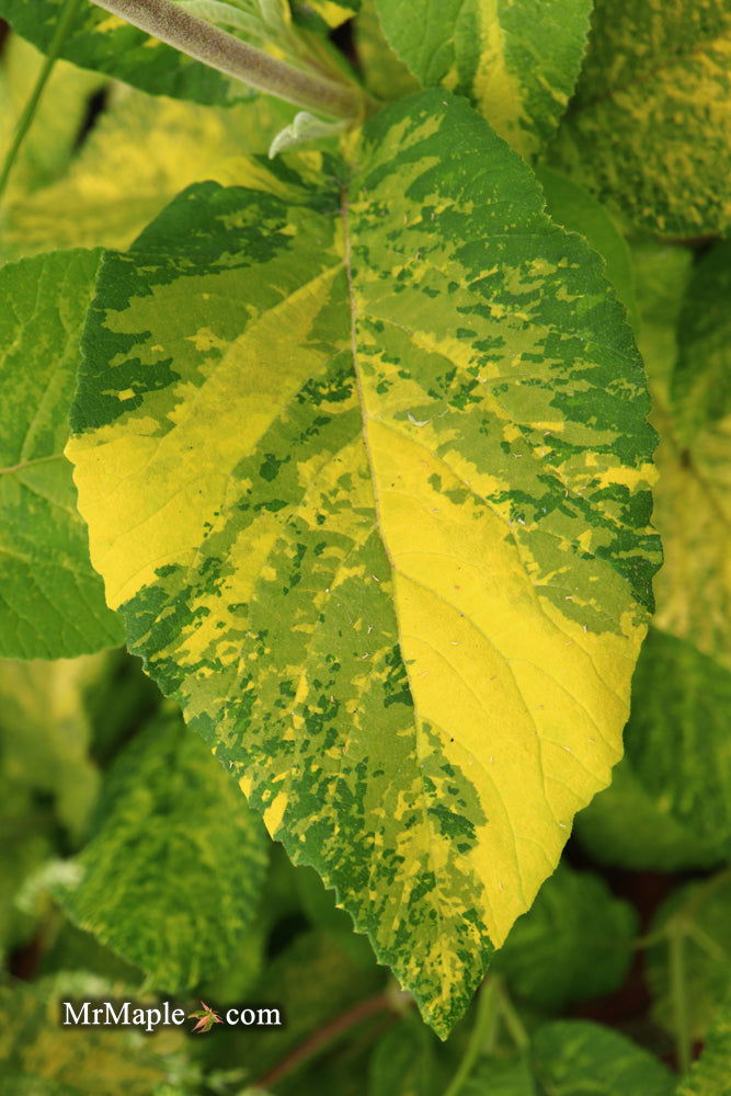 Viburnum lantana 'Wavecrest' Variegata Wayfaring Tree Viburnum - Mr Maple │ Buy Japanese Maple Trees
