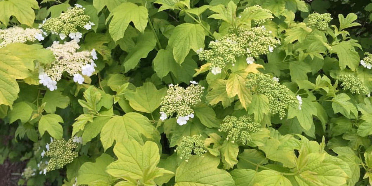 Buy Viburnum opulus 'Aurea' Golden Cranberrybush Viburnum — Mr Maple │ Buy  Japanese Maple Trees