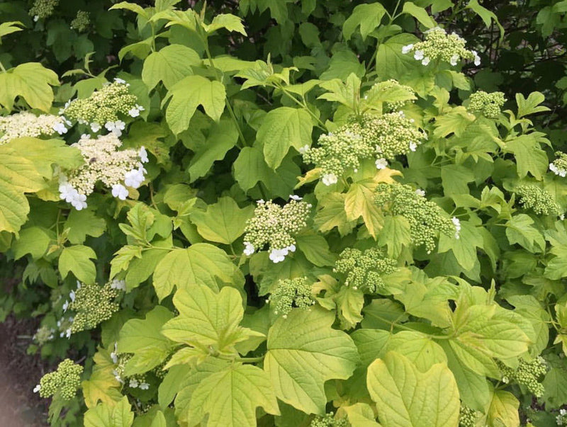 Viburnum opulus 'Aurea' Golden Cranberrybush Viburnum - Mr Maple │ Buy Japanese Maple Trees