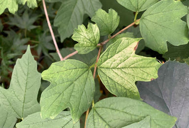Viburnum opulus 'Aurea' Golden Cranberrybush Viburnum - Mr Maple │ Buy Japanese Maple Trees