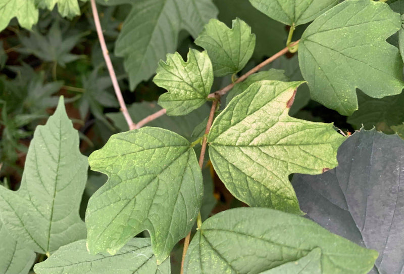 Viburnum opulus 'Aurea' Golden Cranberrybush Viburnum - Mr Maple │ Buy Japanese Maple Trees