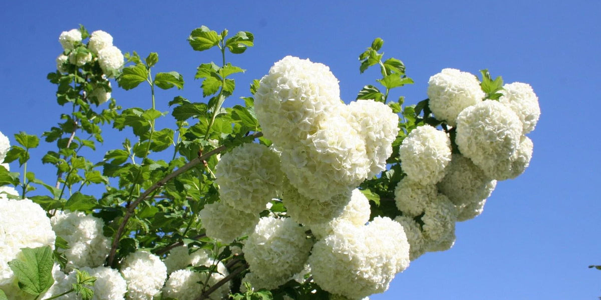Buy Viburnum opulus 'Sterile' Snowball Bush Viburnum — Mr Maple │ Buy  Japanese Maple Trees